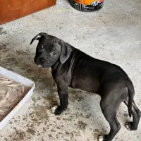 توله سه ماهه پیتبول