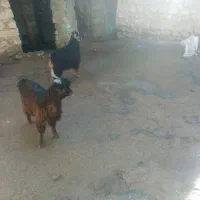 دوعدد بزغاله نر ادرس روانسر|حیوانات مزرعه|روانسر, |دیوار