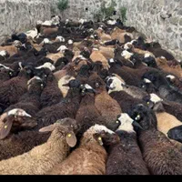 گوسفند افشار ومغان اصل|حیوانات مزرعه|اندیشه, اندیشه فاز ۱|دیوار