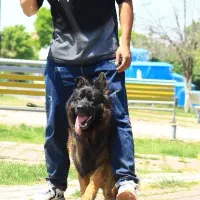 آموزش سگ در منزل و حضور شما