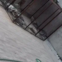 قفس