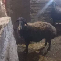 بره  شیشک|حیوانات مزرعه|زنجانرود, |دیوار