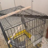 عروس هلندی