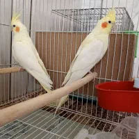 عروس هلندی لوتینو