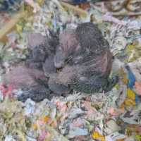 طوطی برزیلی با رنگ خاص سرلاکی|پرنده|ملارد, |دیوار