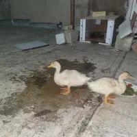 جوجه اردک ۳ماهه