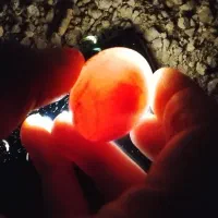 سینه قهوه ای نر ماده سینه مشکی به شرط
