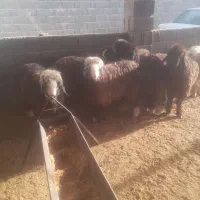 ۷راس بره ماده