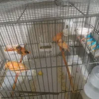 قناری  سفید