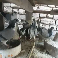خرقه دمگیر|پرنده|اصفهان, پروین|دیوار