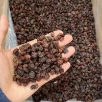 کشمش درجه یک تاکستان