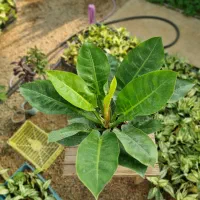 فیلودندرون لیمویی