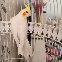 عروس هلندی|پرنده|مشهد, محمدآباد|دیوار