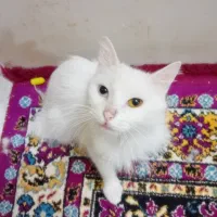 گربه پرشین ماده