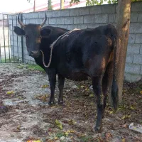گاو دورگ محلی ۸ماه آبستن گوساله لیشه ورزا|حیوانات مزرعه|تالش, هشتپر|دیوار