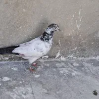 کله دم تهرانی جوجه