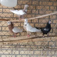 دم سرخ