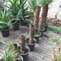 بونسای یوکا گونه خاص