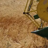 بذر گندم باران|خدمات باغبانی و درختکاری|قره پشتلو, |دیوار