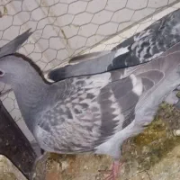 کفتر صید کفتر گمشده