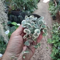 ارکیده دندروبیوم فالانوپسیس وانیل البوکا اسپیرالیس|گل و گیاه طبیعی|مشهد, شهرک صنعتی توس|دیوار