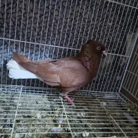 پرنده
