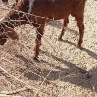 فروش بزغاله|حیوانات مزرعه|دشتیاری, |دیوار