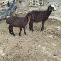 دوراس بره نرافشاری