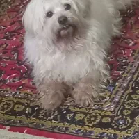 سگ شیتزو مالتیز نر|سگ|ارومیه, |دیوار