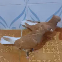 نروماده اشعل زرد ویه ماده قهوی دم سفید|پرنده|خرمشهر, |دیوار