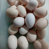 تخم مرغ کاملآ رسمی