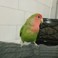 طوطی برزیلی دستی