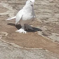 نر سفید مست|پرنده|قم, چهل درخت‎|دیوار