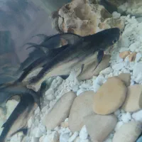 ماهی پنکوسی شکاری