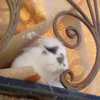 فروش خرگوش|موش و خرگوش|نیشابور, شهرک قدس|دیوار