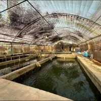 تکثیر و پرورش آبزیان دریایی‌ ماهی(خوراکی(قرمز