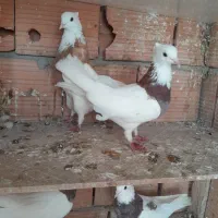 کبوتر|پرنده|گرگان, |دیوار