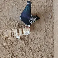 دو عدد کبوتر