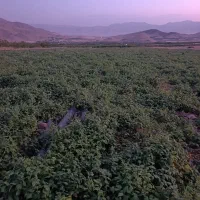 فروش-زمین-کشاورزی-طایمه-نهاوند