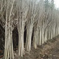 نـهـال سـپـیـدار با تخفیف فصلی