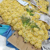 فروش عمده گل نرگس مستقیم از مزرعه به سراسر کشور