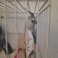 جفت عروس هلندی وایت فیس وایزابلا فروشی|پرنده|فردوس (خراسان), |دیوار