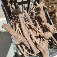 خریدار چوب انگور