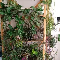 گل آپارتمانی