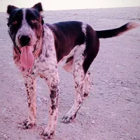 واگذاری سگ نگهبان