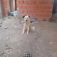 سگ پا کوتاه