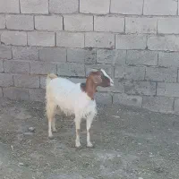 گیسه چاق سرحال بز کولار