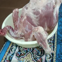 بوقلمون گوشتی خونگی