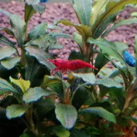 انواع شریمپ مولد و ماهی گوپی  غذا کاتاپا کت پوزه