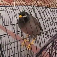 یک جفت عروس هلندی نرماده ودوتا مرغ مینا قیمت مناسب